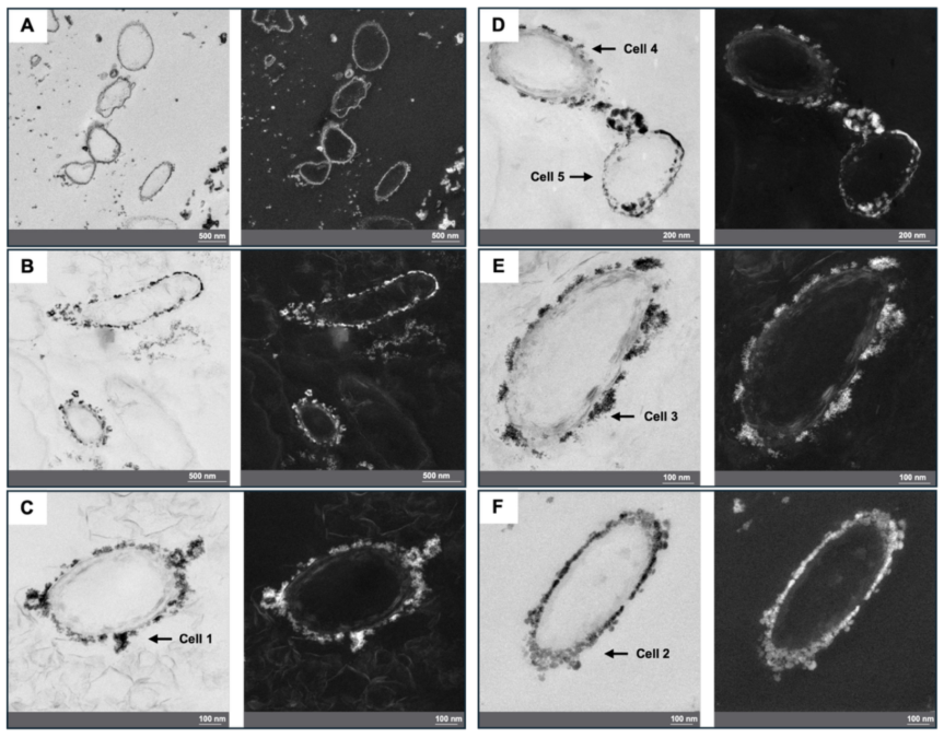 Bacteria Found Living in Radioactive Water Have a Surprising Ability to Stabilize Uranium