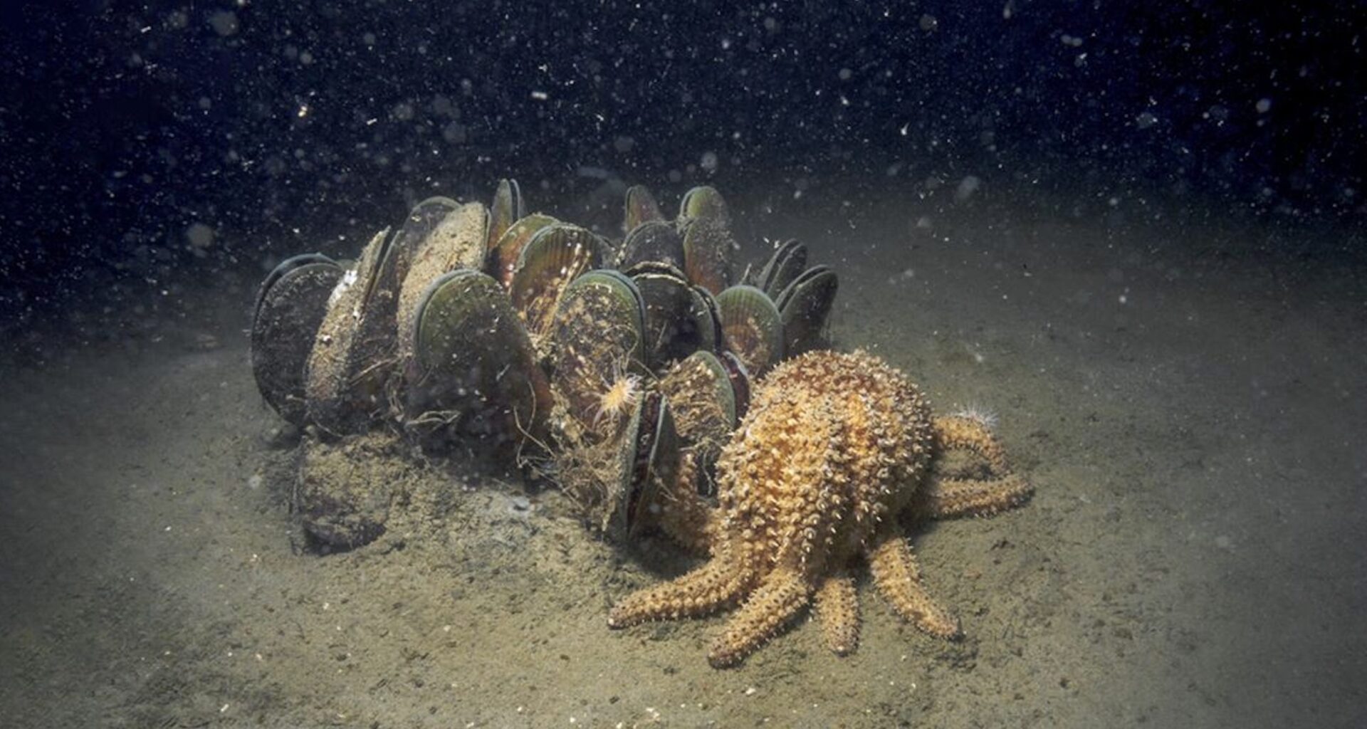 The coastal brownouts quietly suffocating NZ’s marine life