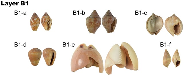Shell ornaments