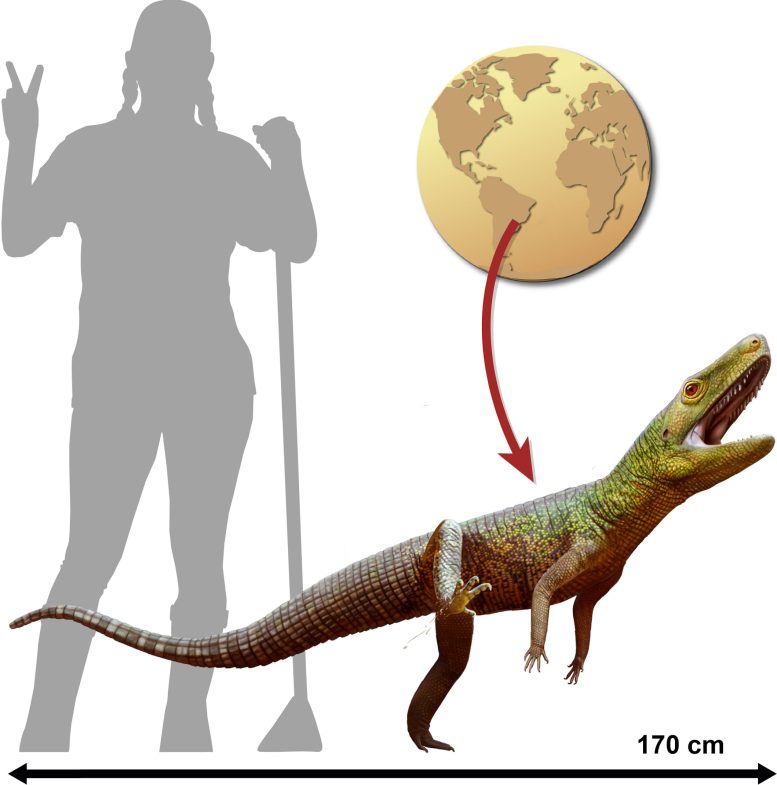 Silescelida Acristata Size Comparison Illustration