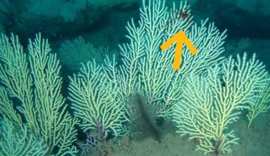 Coral Reefs Presumed Dead Have Been Found Teeming With Life : ScienceAlert