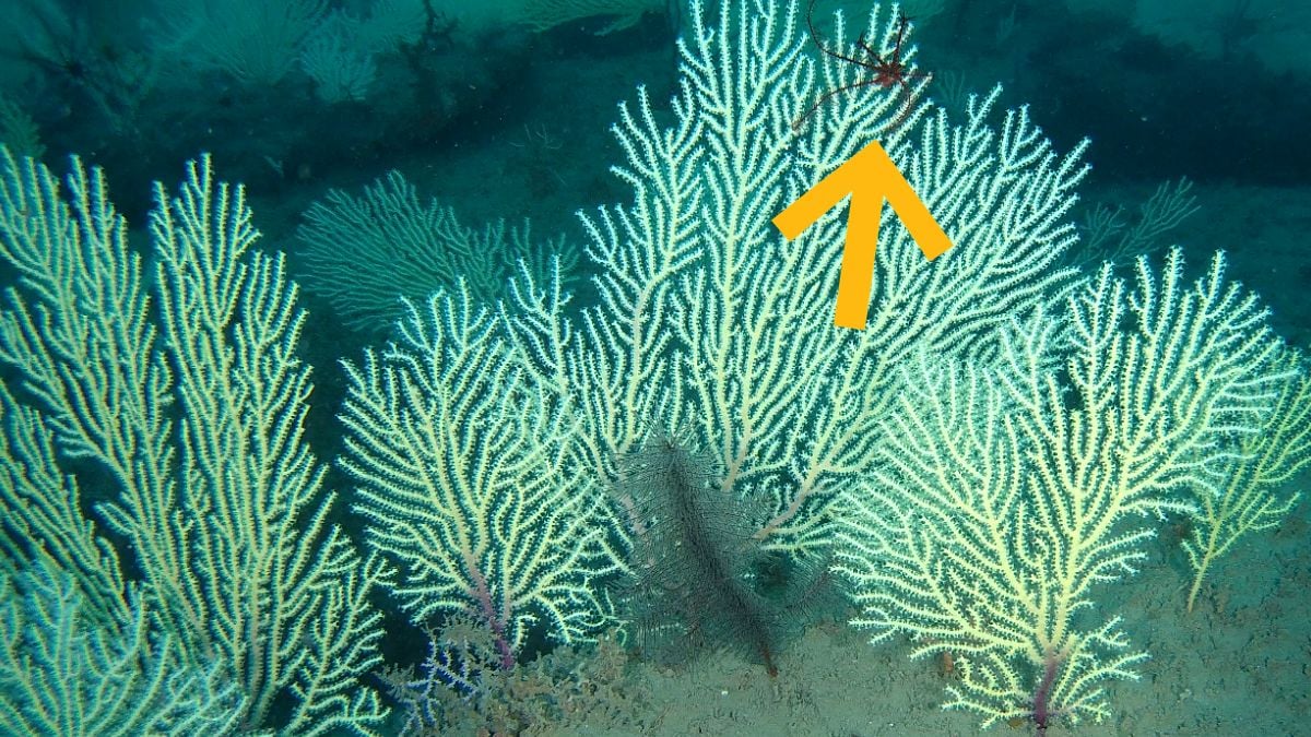 Coral Reefs Presumed Dead Have Been Found Teeming With Life : ScienceAlert