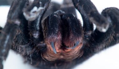 Earliest Evidence of Spider Fangs Discovered in Half-Billion-Year-Old Fossils : ScienceAlert