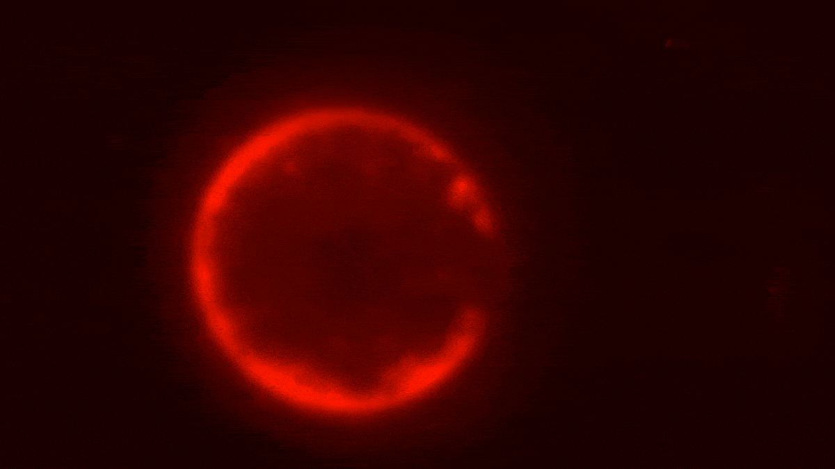 Scientists Grew Cells That Divide From Lab-Created DNA