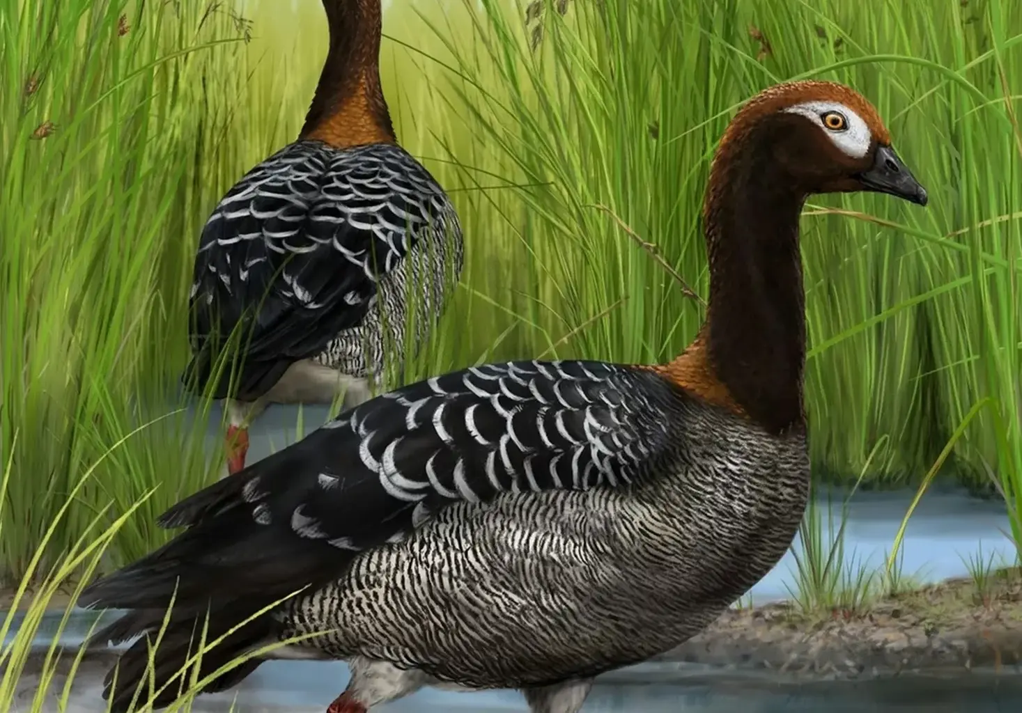 Ancient goose fossil overturns a decades-old theory about giant birds