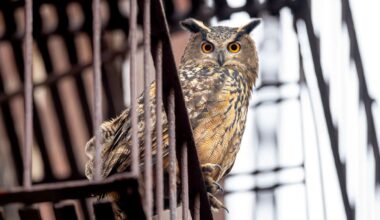 Flaco the Eurasian Eagle-Owl is pictured in close-up sitting on the railing of an apartment fire escape. His feathers are a pattern of brown, gold, and white, and his yellow eyes are looking directly into the camera.