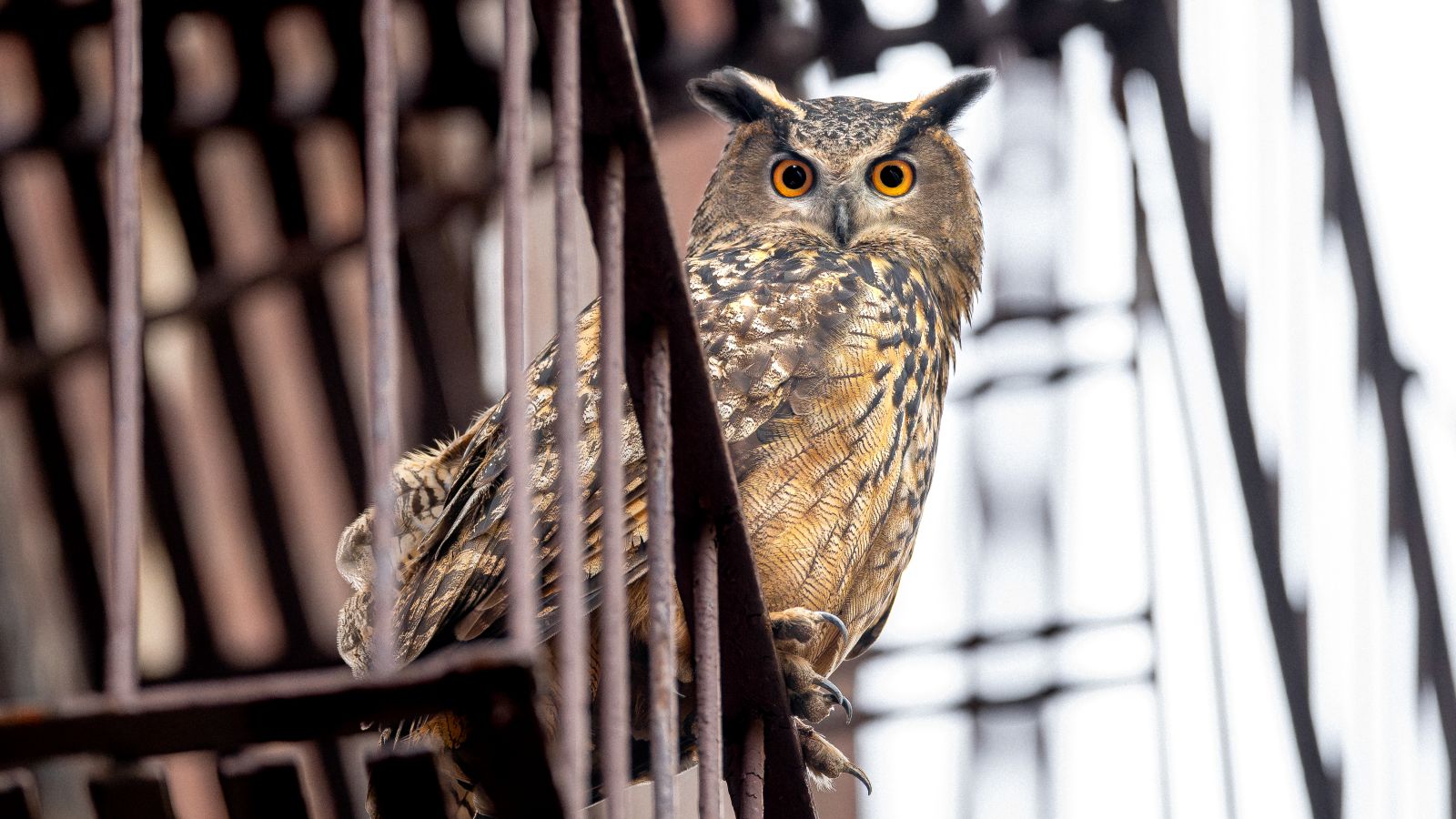 Flaco the Eurasian Eagle-Owl is pictured in close-up sitting on the railing of an apartment fire escape. His feathers are a pattern of brown, gold, and white, and his yellow eyes are looking directly into the camera.