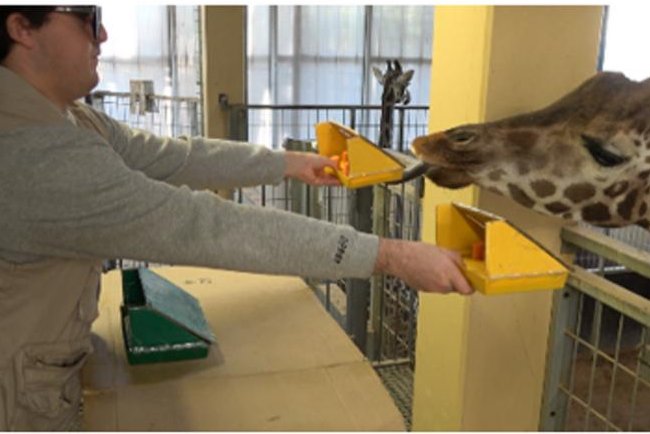 Study finds giraffes may be capable of rudimentary math