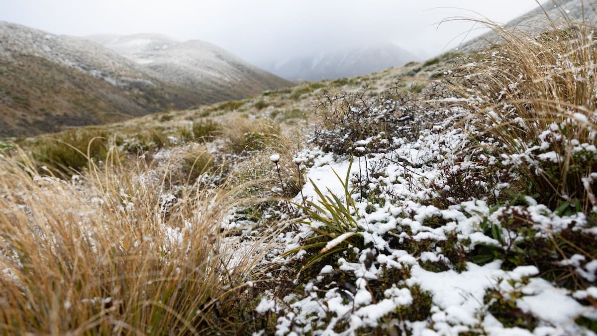 From frosts to snowstorm: MetService warns of multi-day winter blast