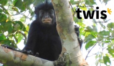 This Week in Science: Tiny T. Rexes, a New Monkey Species, And More! : ScienceAlert