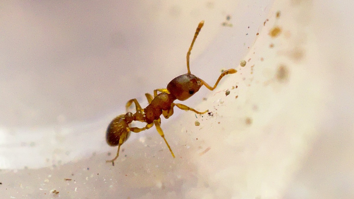 This Parasite Makes Ants Long-Lived But Lazy. Biologists Have Now Uncovered How It Hacks Their Brains.