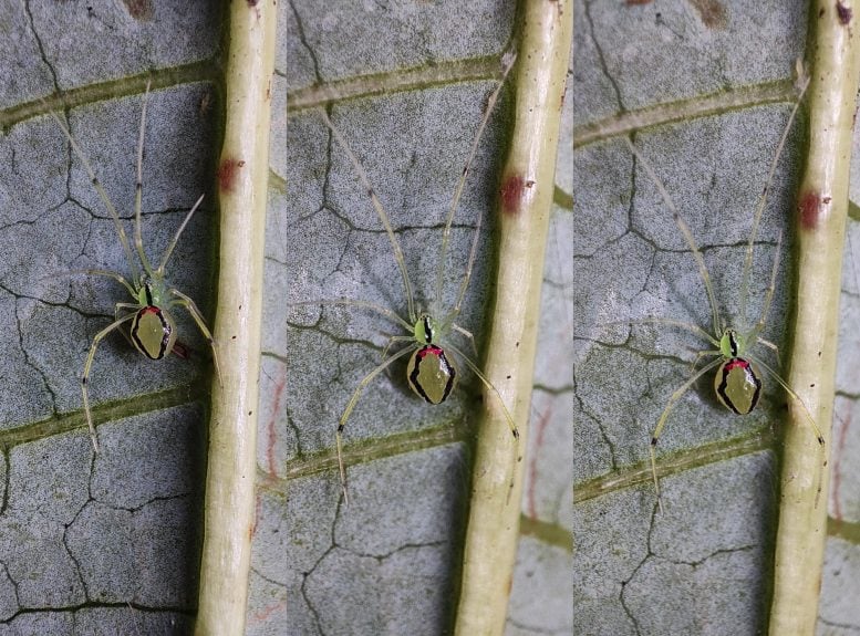 Theridion Himalayana Spider