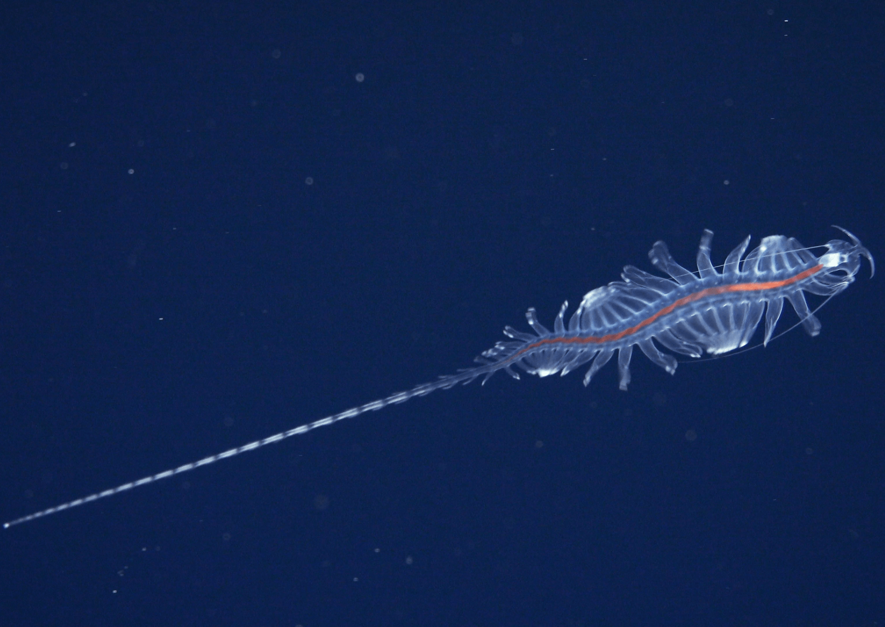 a transluscent animal with a lot of legs in the ocean