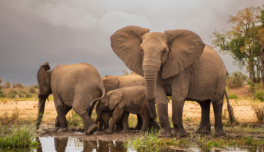 Elephants appear to call each other by name: a 2024 study found they summon particular herd-mates with specific, invented rumbles — and an elephant reacts when it hears the call meant for it, but not the ones meant for others