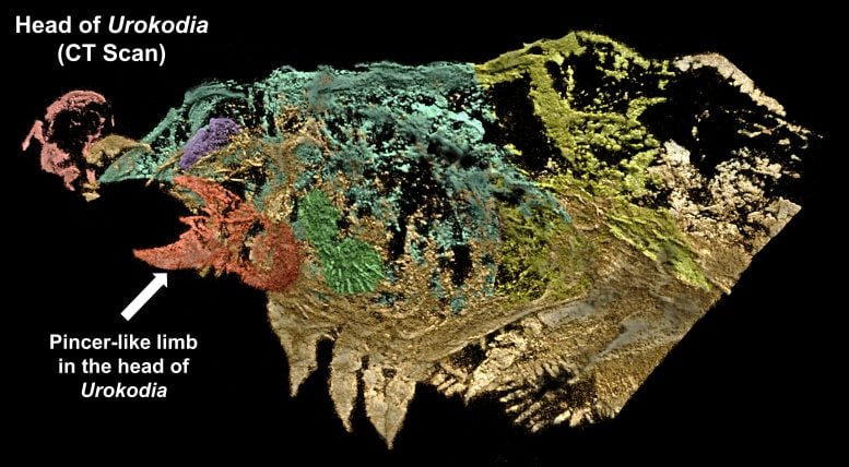 Urokodia Under X Ray Analysis