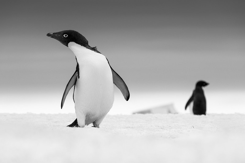 A black and white photograph of an Adélie penguin walking across snow with a second, blurred penguin in the background.