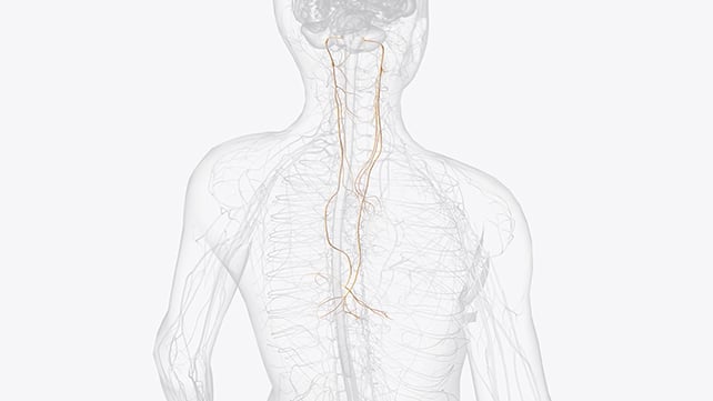 Vagus nerves illustration