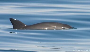 On Brink of Extinction, the Vaquita Porpoise is Being Preserved By Digital Image
