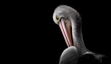 A pelican.