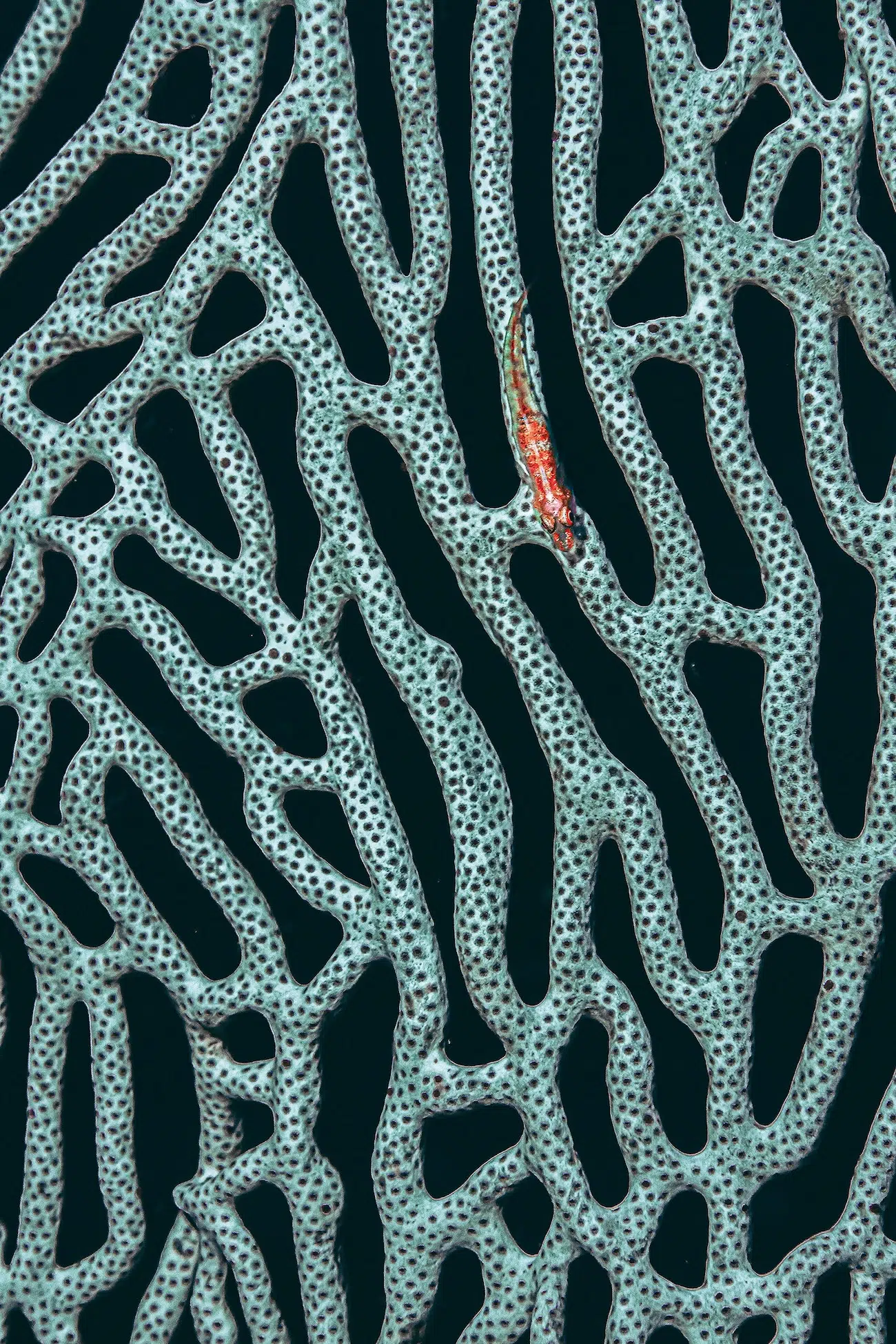 Macro Underwater Photography