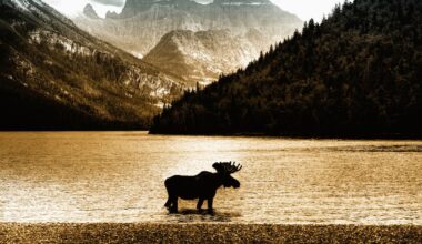 Wildlife encounters in the Canadian Rockies: Bears, elk and mountain goats