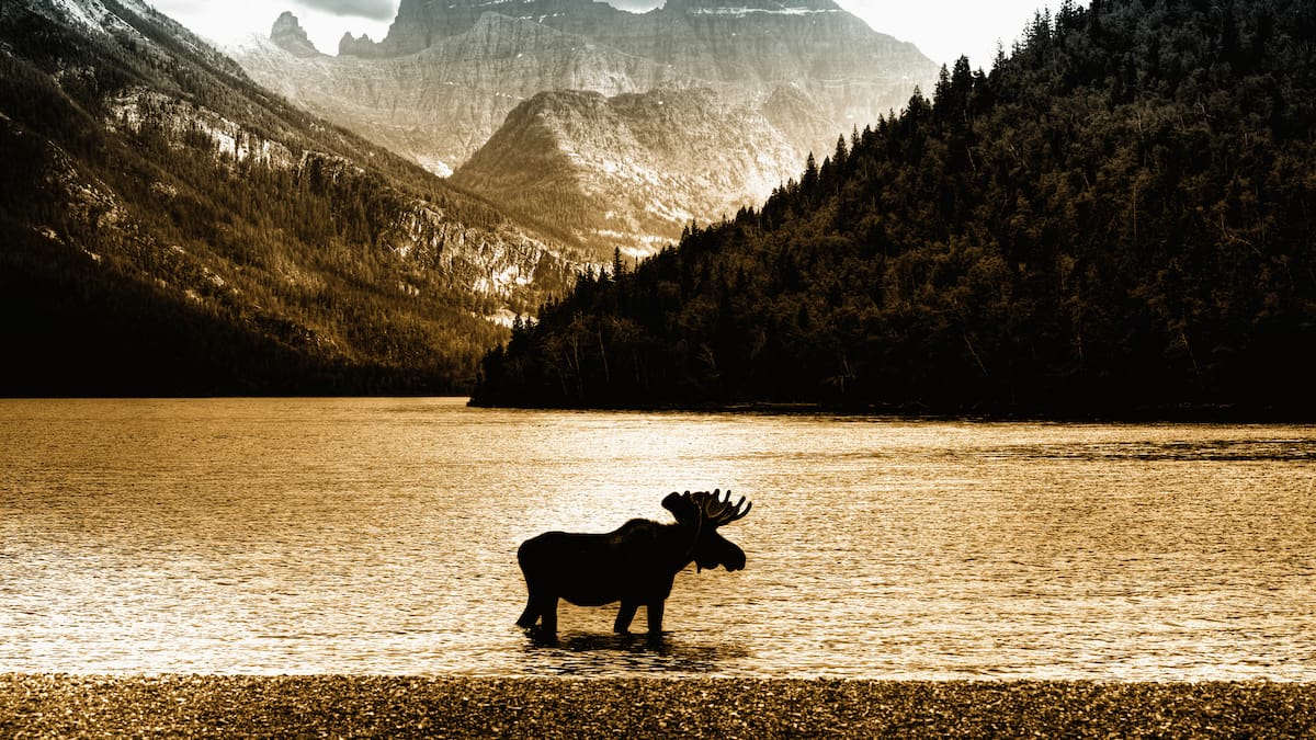 Wildlife encounters in the Canadian Rockies: Bears, elk and mountain goats