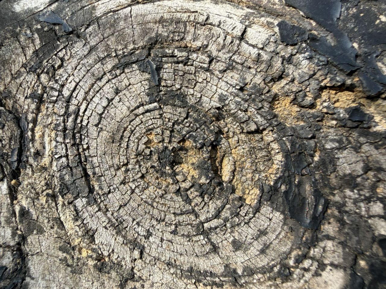 Apple iPhone 17 Pro Max camera sample.