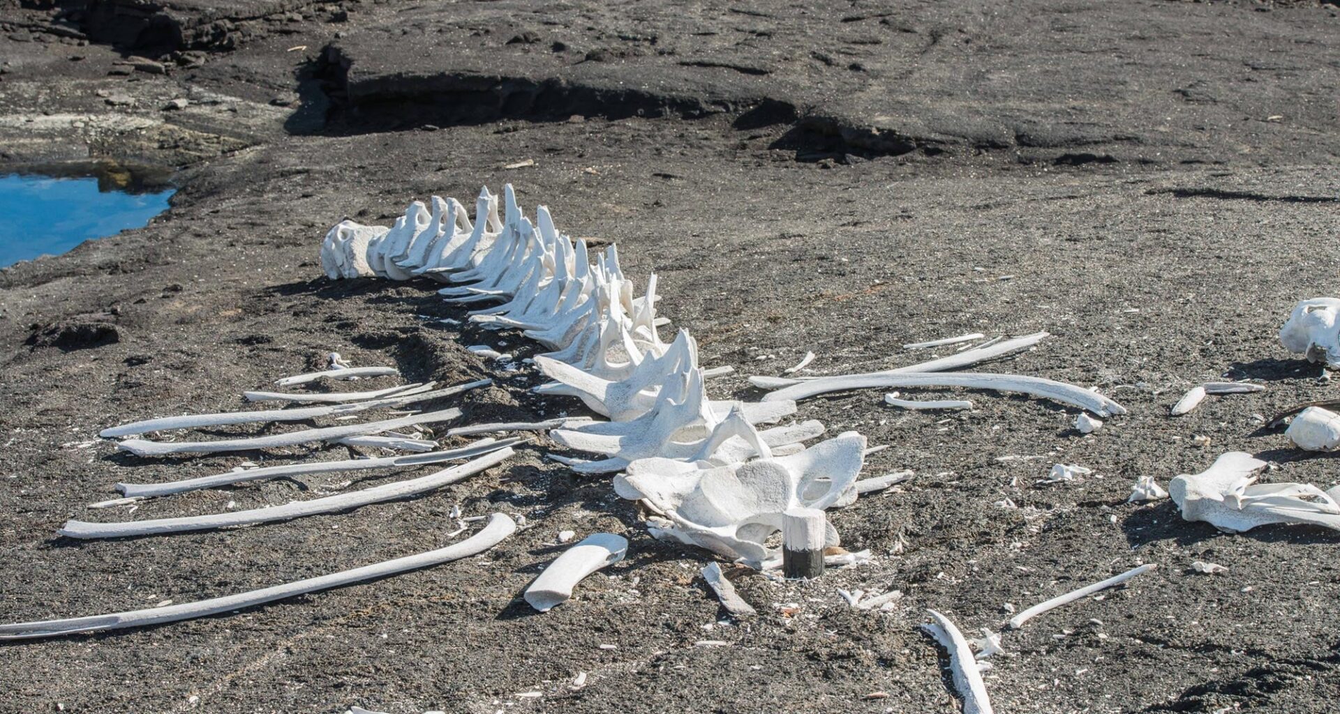 Whale Skeleton Dark Lava Rock