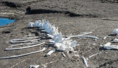 Whale Skeleton Dark Lava Rock