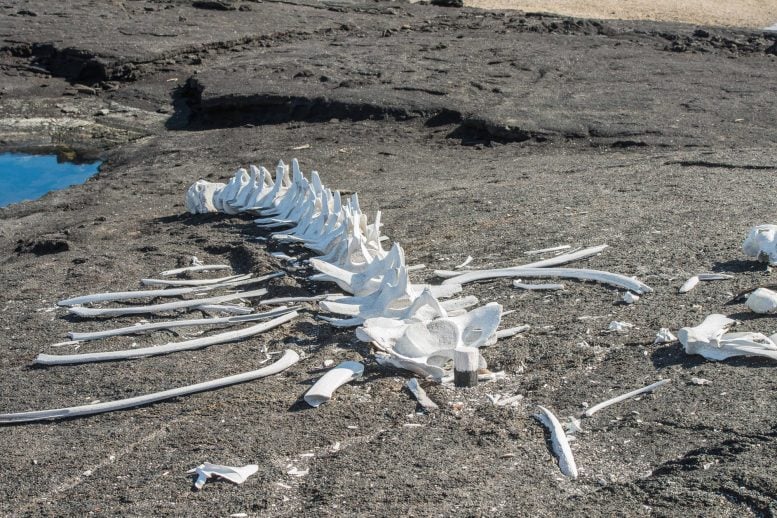 Whale Skeleton Dark Lava Rock