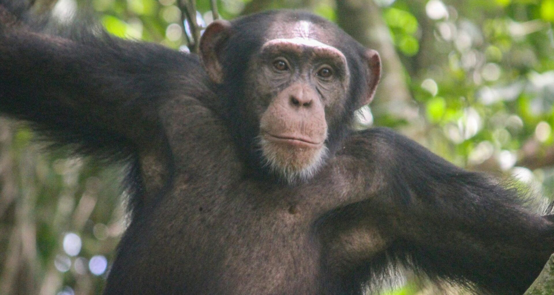 Chimpanzees Keep Throwing Stones at the Same Trees – Scientists Want To Know Why