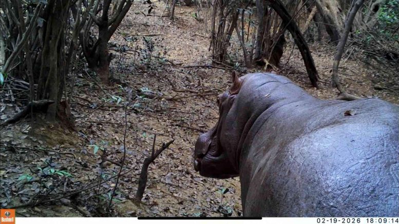 Wild Hippopotamus Captured on Camera