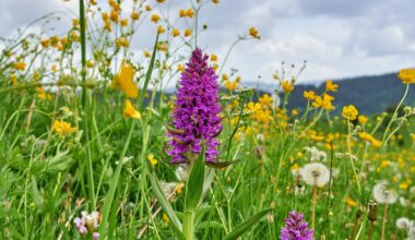 Wildflower meadow returned without planting a single seed