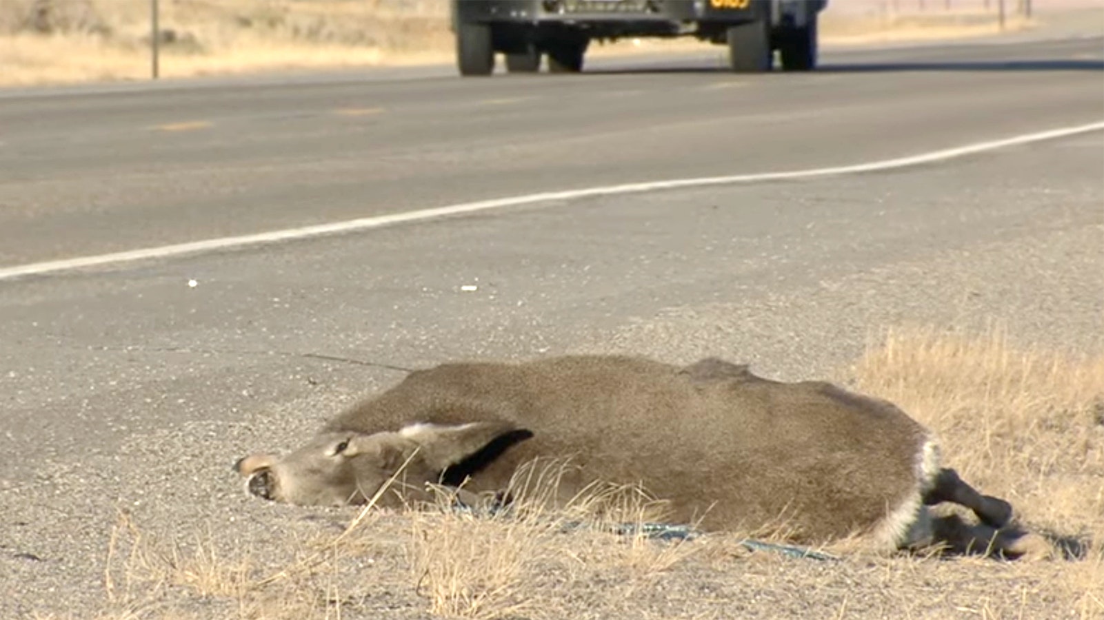 Wyoming is working on projects, most notably wildlife crossings, that could reduce the number of roadkill incidents on highway around the state, which ranks ninth in the nation in that statistic.
