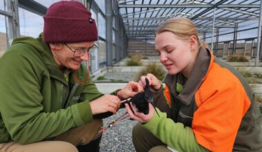 H5N1 bird flu threat: Department of Conservation to vaccinate endangered native birds