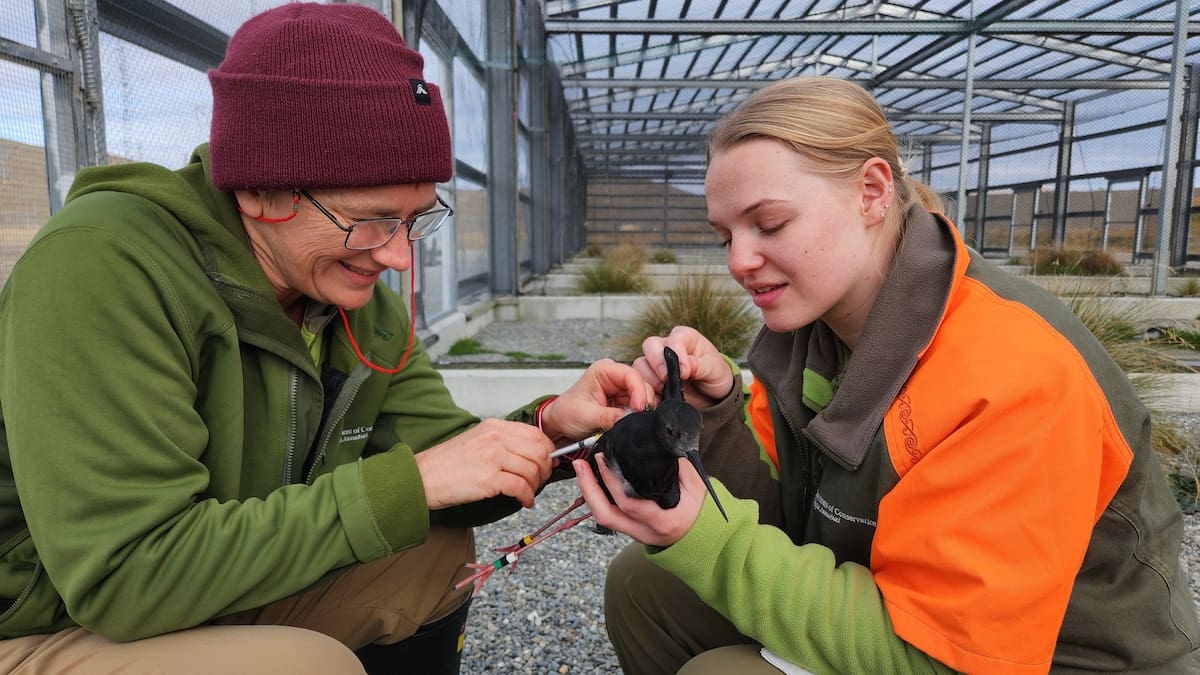 H5N1 bird flu threat: Department of Conservation to vaccinate endangered native birds