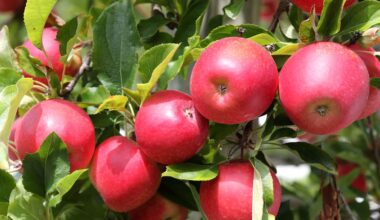 Kiwi Crunch enters voluntary administration – Hawke’s Bay apple grower faces uncertainty