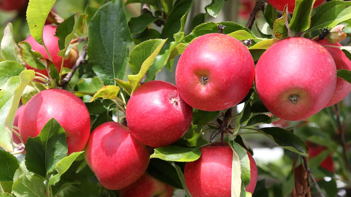 Kiwi Crunch enters voluntary administration – Hawke’s Bay apple grower faces uncertainty