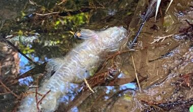 Auckland North Shore creek packed with dead eels, fish after ‘industrial strength’ pollution
