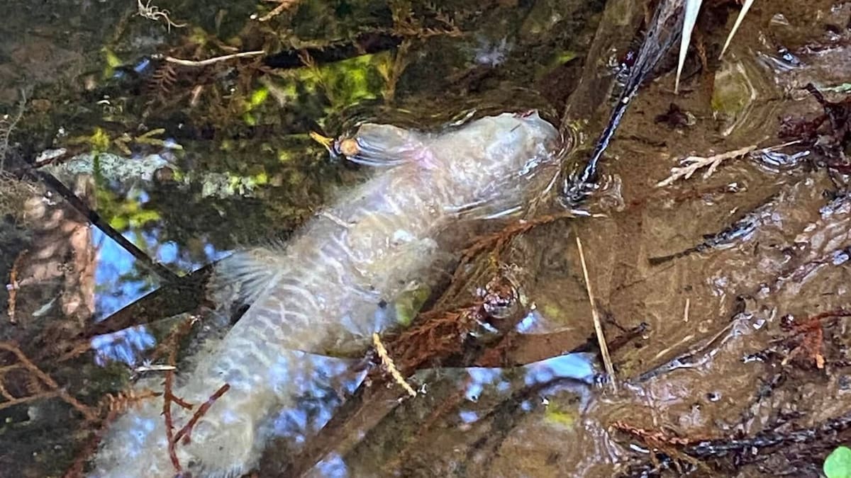 Auckland North Shore creek packed with dead eels, fish after ‘industrial strength’ pollution
