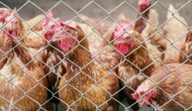 Bird flu: NZ’s largest egg supplier Mainland Poultry puts 500,000 layer hens into lockdown as precaution