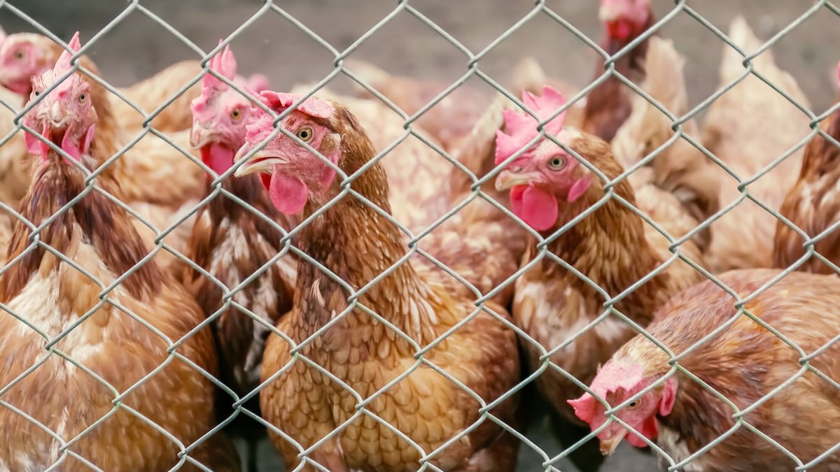 Bird flu: NZ’s largest egg supplier Mainland Poultry puts 500,000 layer hens into lockdown as precaution
