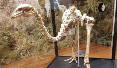 Pastures Past: Moa bone discoveries across New Zealand