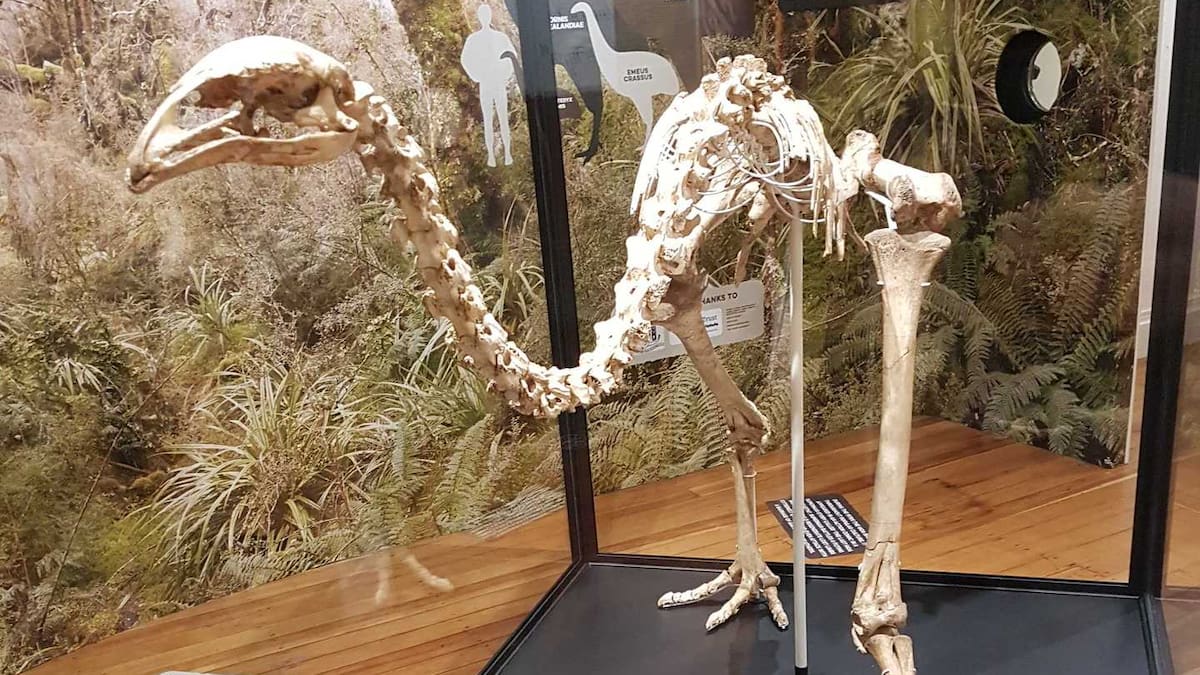 Pastures Past: Moa bone discoveries across New Zealand