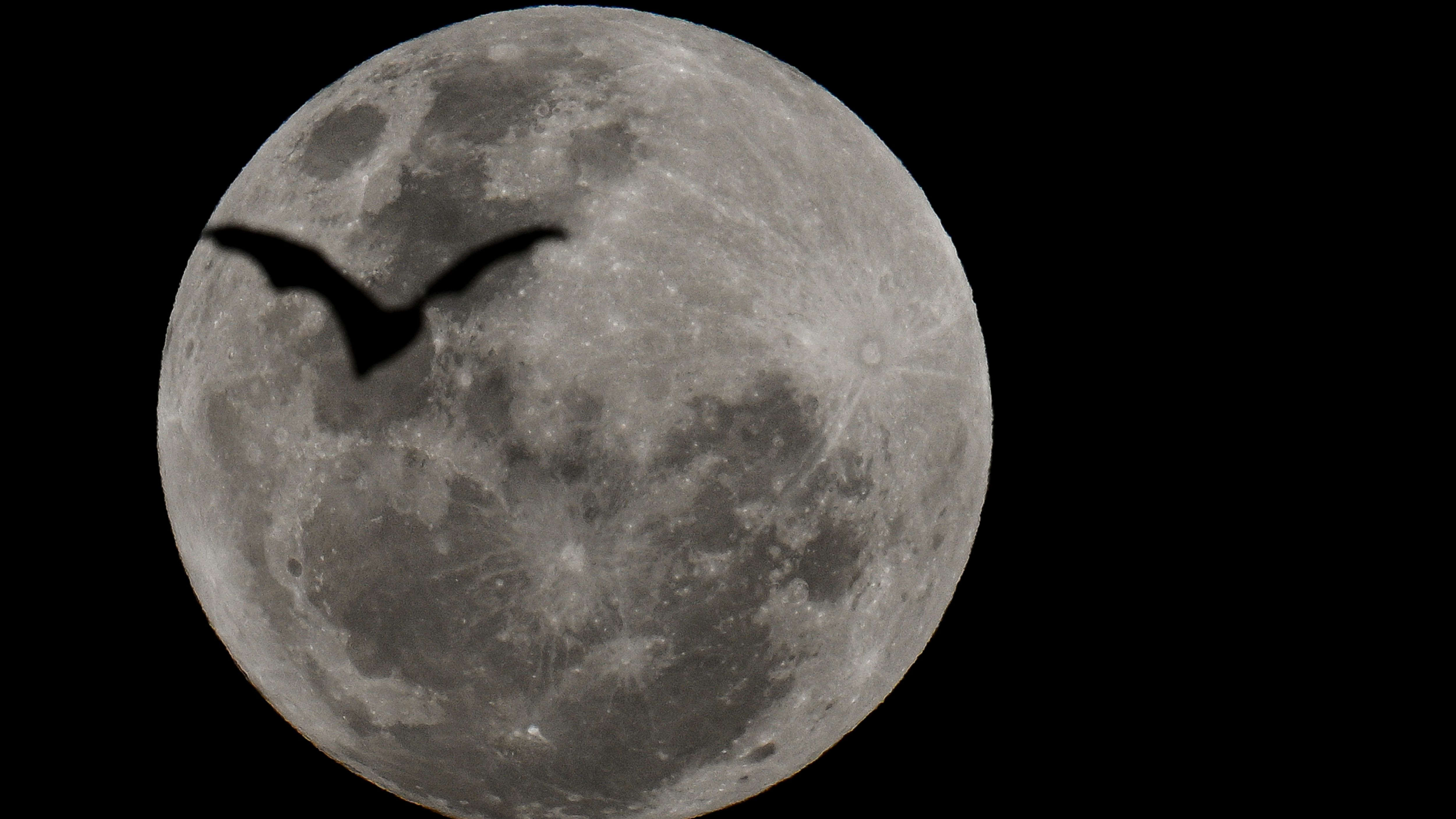 The silhouette of a bat is photographed flying across the disk of a full moon in a black night sky.