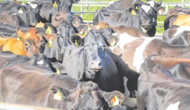 Biosecurity, trade deals and water storage top KPMG agribusiness priorities