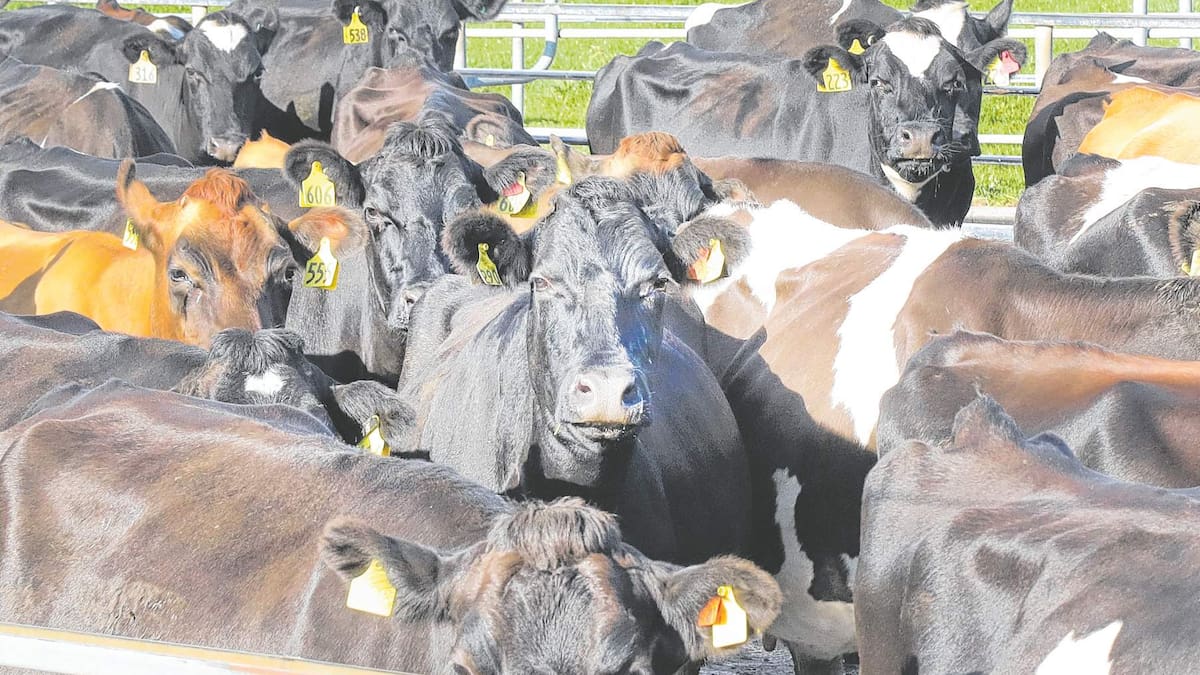 Biosecurity, trade deals and water storage top KPMG agribusiness priorities