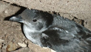 Dead seabirds on Northland beach test negative for H5N1 bird flu
