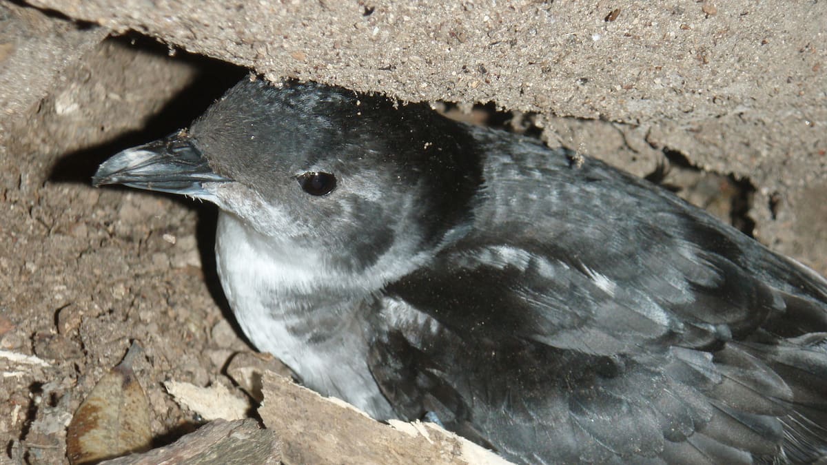 Dead seabirds on Northland beach test negative for H5N1 bird flu