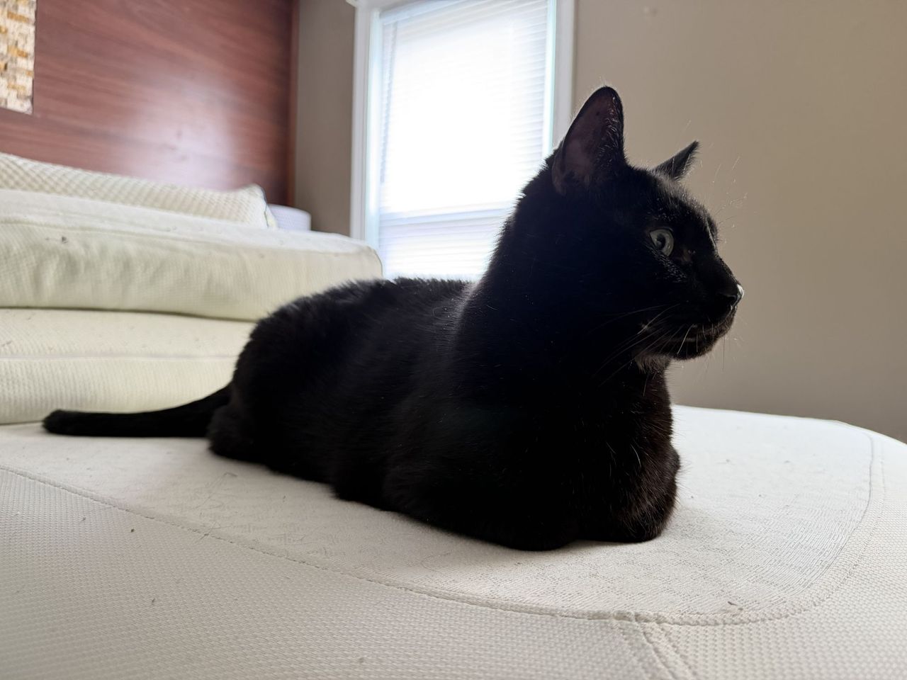 Apple iPhone 17 Pro Max camera sample.